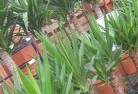 Blackfordplant-nursery-10.jpg; ?>