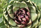 Blackfordplant-nursery-1.jpg; ?>